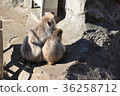 Japanese monkey parent and child 36258712