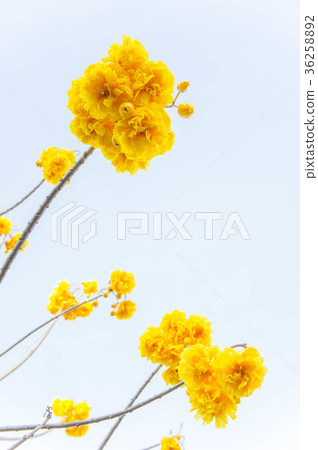 yellow flowers tree on top view sky background yellow flowers tree on top view sky background 36258892