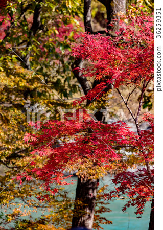 月亮石楓樹公園 36259351