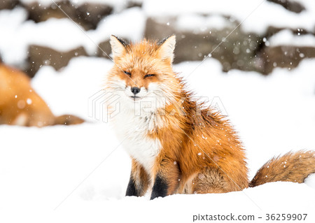 Winter fox and snow 36259907