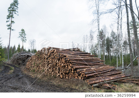 Pile of pulpwood Pile of pulpwood 36259994