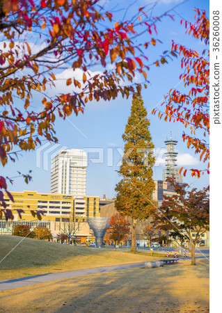Autumn leaves and Oita Station on the road Autumn leaves and Oita Station on the road 36260008
