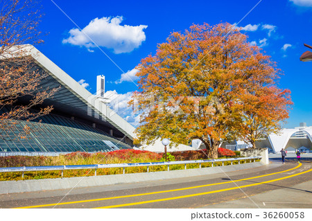 Tokyo Komazawa Olympic Park Gymnasium and Autumn leaves Tokyo Komazawa Olympic Park Gymnasium and Autumn leaves 36260058
