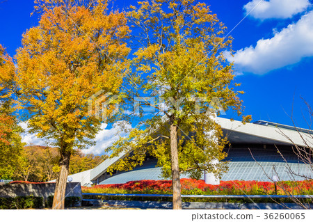 東京駒澤奧林匹克公園體育館和秋葉 36260065