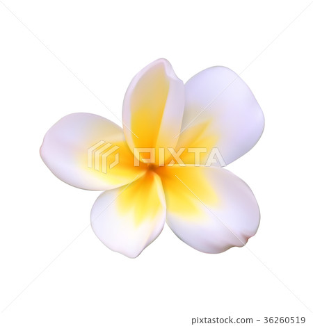 A beautiful white flower called Pachipodium Lamer A beautiful white flower called Pachipodium Lamer 36260519