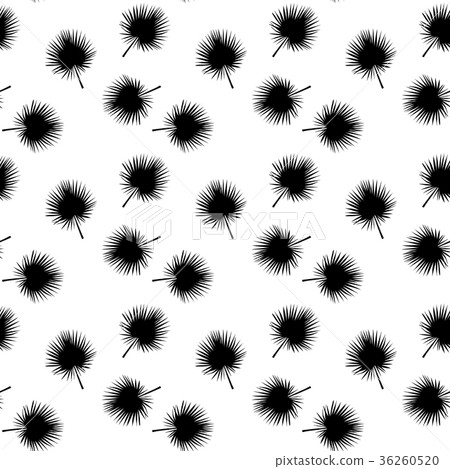 Black and White silhouette of leaf Libistones of Black and White silhouette of leaf Libistones of 36260520