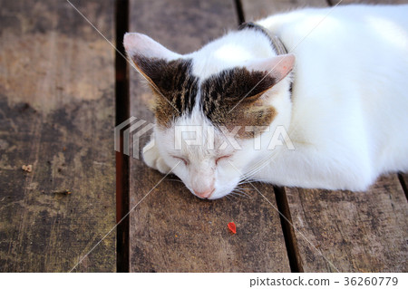 A cat sleeps on the wooden table 36260779