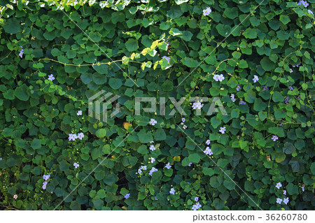 Background of blue trumpet vine flower 36260780