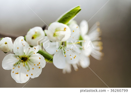 Close-up of apple blossoms 36260799