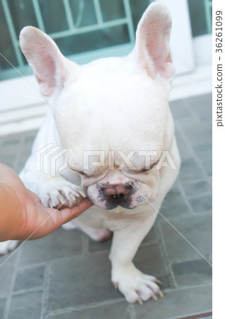tame dog or tame French bulldog 36261099