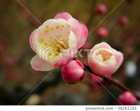 梅花 梅花 36261193