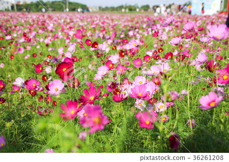 花彩節 大波斯菊花海 36261208