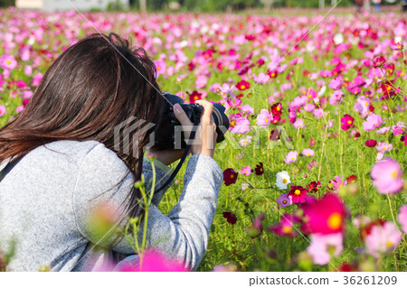 花彩節 大波斯菊花海 攝影 36261209