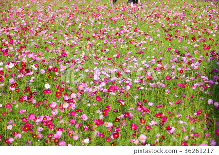 花彩節 大波斯菊花海 花彩節 大波斯菊花海 36261217
