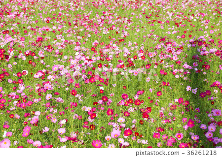 花彩節 大波斯菊花海 36261218