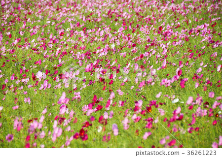 花彩節 大波斯菊花海 36261223