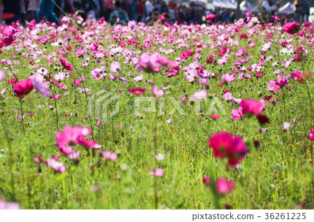 花彩節 大波斯菊花海 36261225