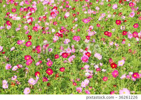 花彩節 大波斯菊花海 花彩節 大波斯菊花海 36261226