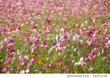 花彩節 大波斯菊花海 花彩節 大波斯菊花海 36261236