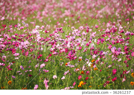 花彩節 大波斯菊花海 花彩節 大波斯菊花海 36261237
