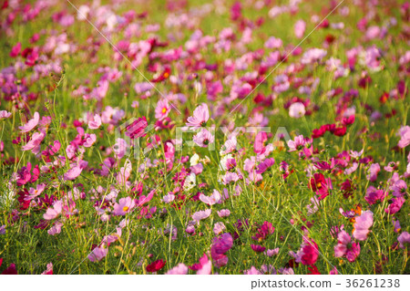 花彩節 大波斯菊花海 36261238