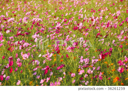 Flower festival big cosmos flower sea 36261239