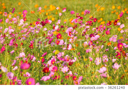 Flower festival big cosmos flower sea 36261240