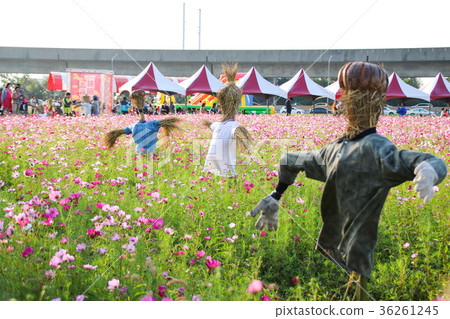花彩節 大波斯菊花海 稻草人 花彩節 大波斯菊花海 稻草人 36261245