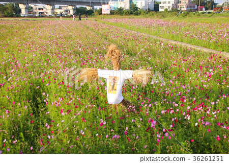 花彩節 大波斯菊花海 稻草人 36261251