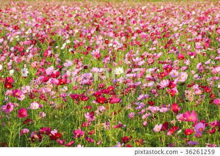 花彩節 大波斯菊花海 36261259