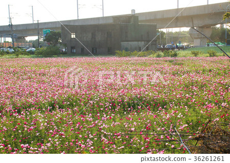 花彩節 大波斯菊花海 36261261