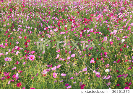 花彩節 大波斯菊花海 36261275