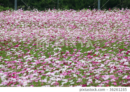 花彩節 大波斯菊花海 36261285