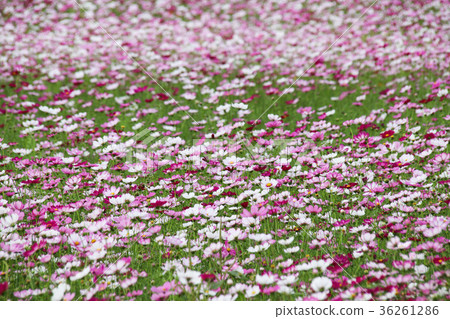 花彩節 大波斯菊花海 36261286