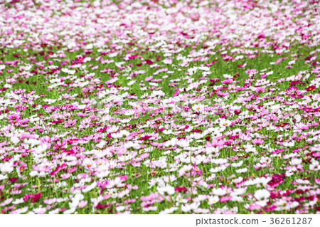 花彩節 大波斯菊花海 36261287