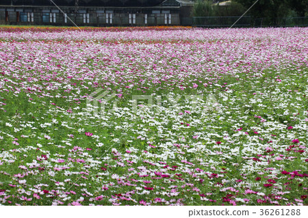 花彩節 大波斯菊花海 36261288