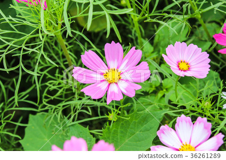 花彩節 大波斯菊花海 36261289