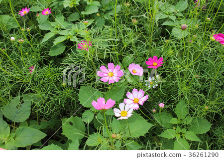 花彩節 大波斯菊花海 花彩節 大波斯菊花海 36261290