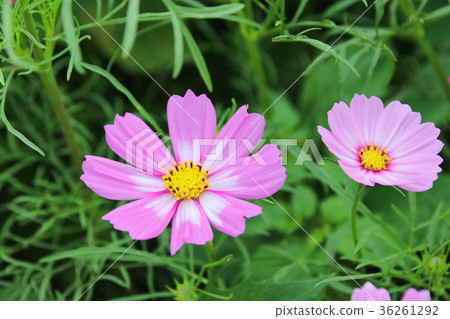 花彩節 大波斯菊花海 36261292