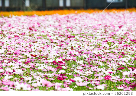花彩節 大波斯菊花海 花彩節 大波斯菊花海 36261298