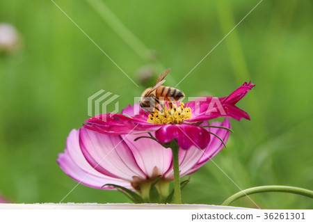 花彩節 大波斯菊花海 蜜蜂 36261301