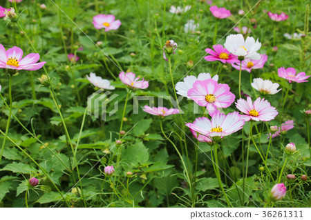 Flower festival big cosmos flower sea 36261311