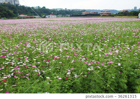花彩節 大波斯菊花海 花彩節 大波斯菊花海 36261315