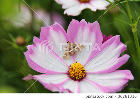 花彩節 大波斯菊花海 蛾 36261316