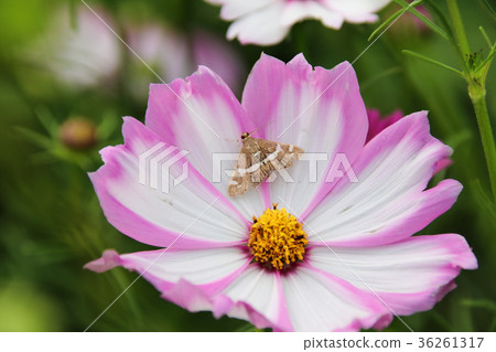 花彩節 大波斯菊花海 蛾 36261317