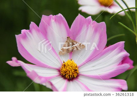 花彩節 大波斯菊花海 蛾 花彩節 大波斯菊花海 蛾 36261318