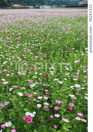 花彩節 大波斯菊花海 36261322