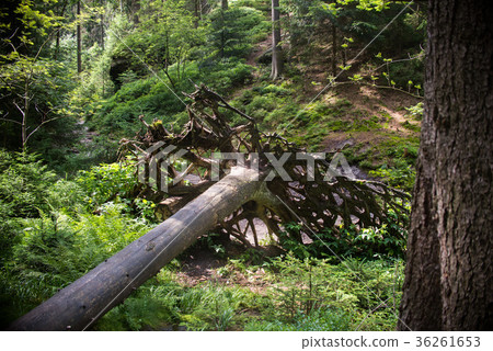 close up on destroyed tree in the forest close up on destroyed tree in the forest 36261653