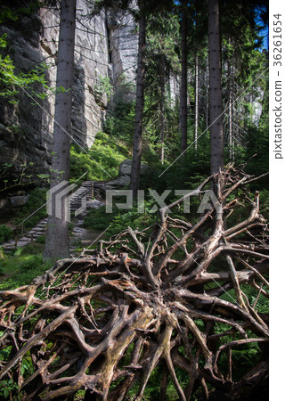 close up on destroyed tree in the forest,  36261654