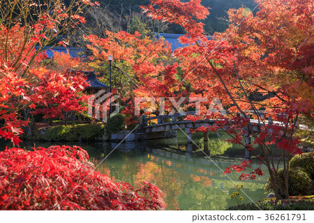 Autumn leaves of Eikan-do 36261791